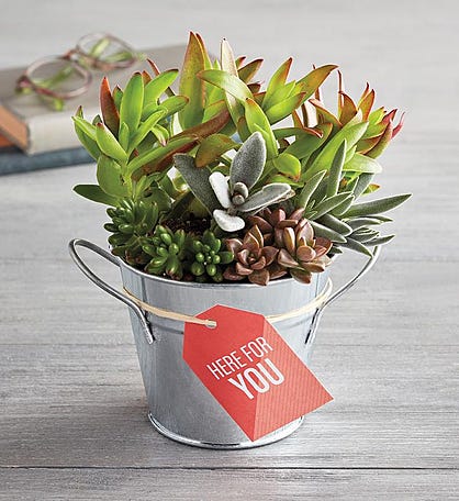 &#34;Here for You&#34; Succulents